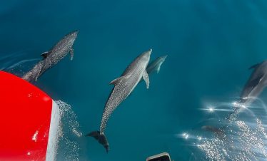 Catamaran Sailing Tour